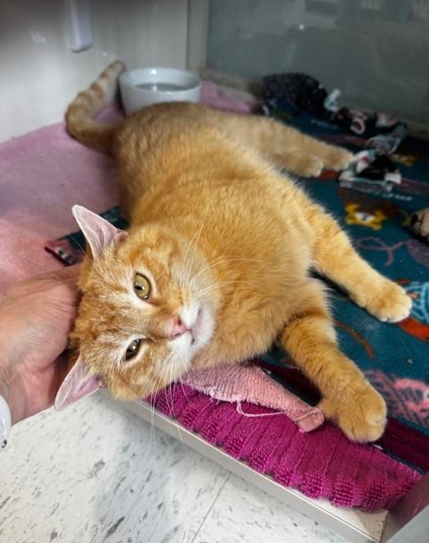 Thomas, a ADOPTABLE Domestic Short Hair in Hutchinson, MN image 3/4