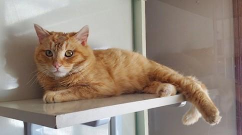 Thomas, a ADOPTABLE Domestic Short Hair in Hutchinson, MN image 4/4