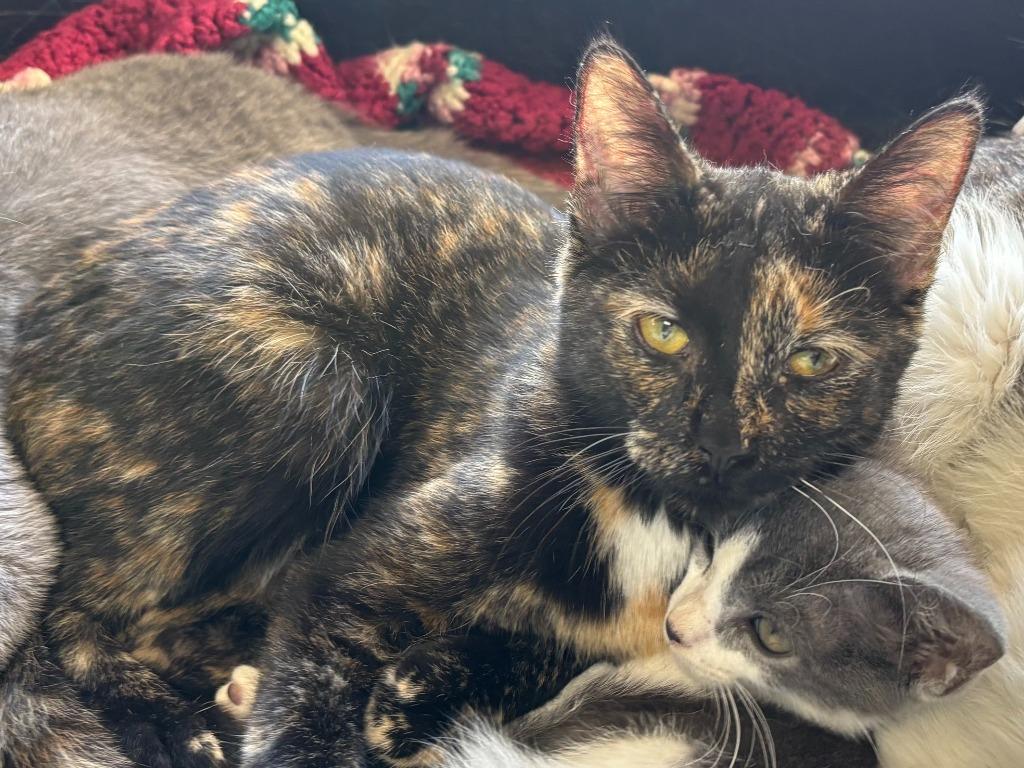 Isis, Adoptable, Kitten Female Domestic Short Hair.