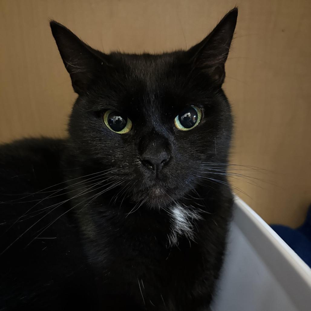 Halestorm, Adoptable, Young Female Domestic Short Hair.