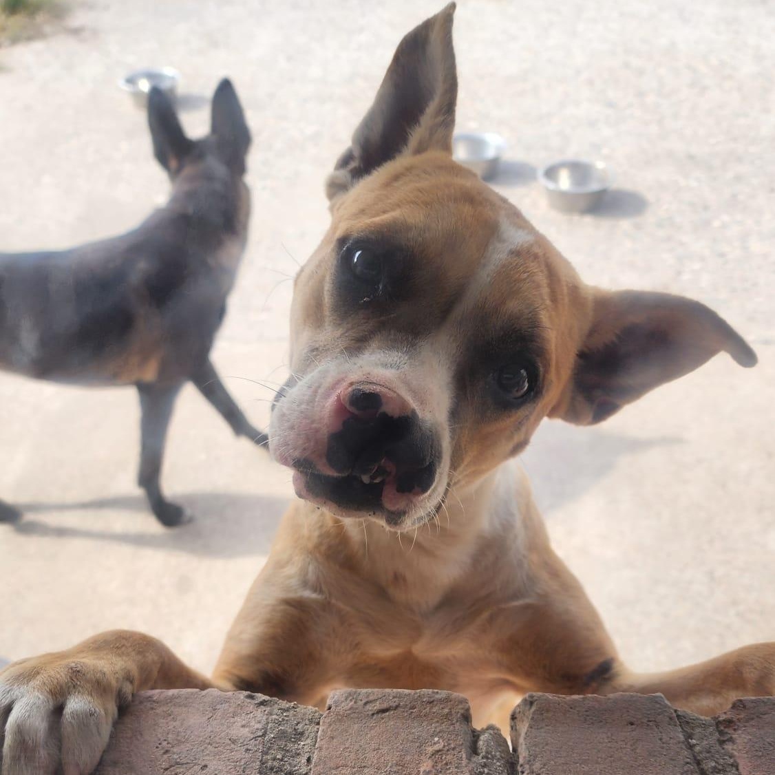 Hope, Adoptable, Young Female Boston Terrier & Pit Bull Terrier.