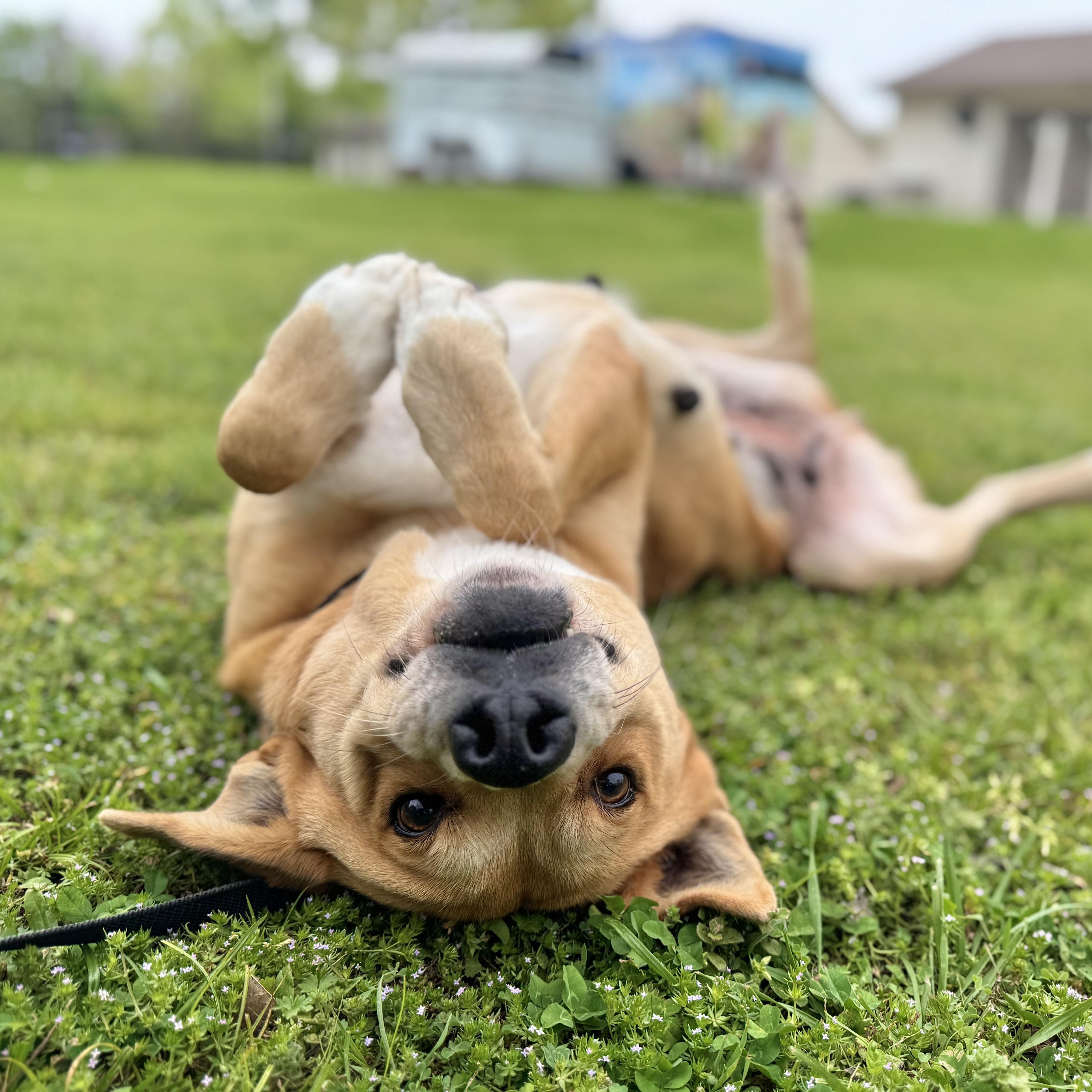 Enlarge Abby, a ADOPTABLE mixed breed in Sherman, TX image 1/4