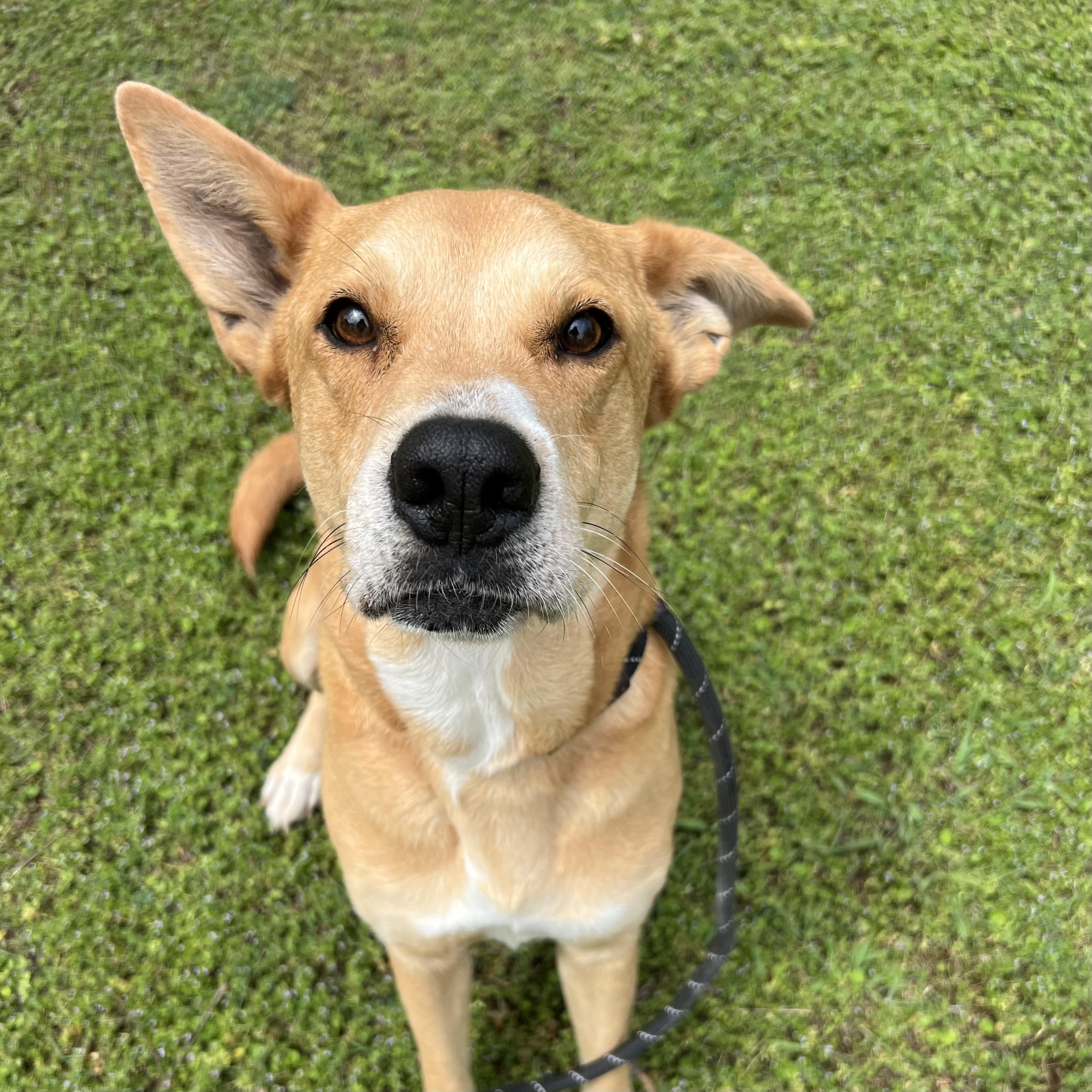 Enlarge Abby, a ADOPTABLE mixed breed in Sherman, TX image 3/4