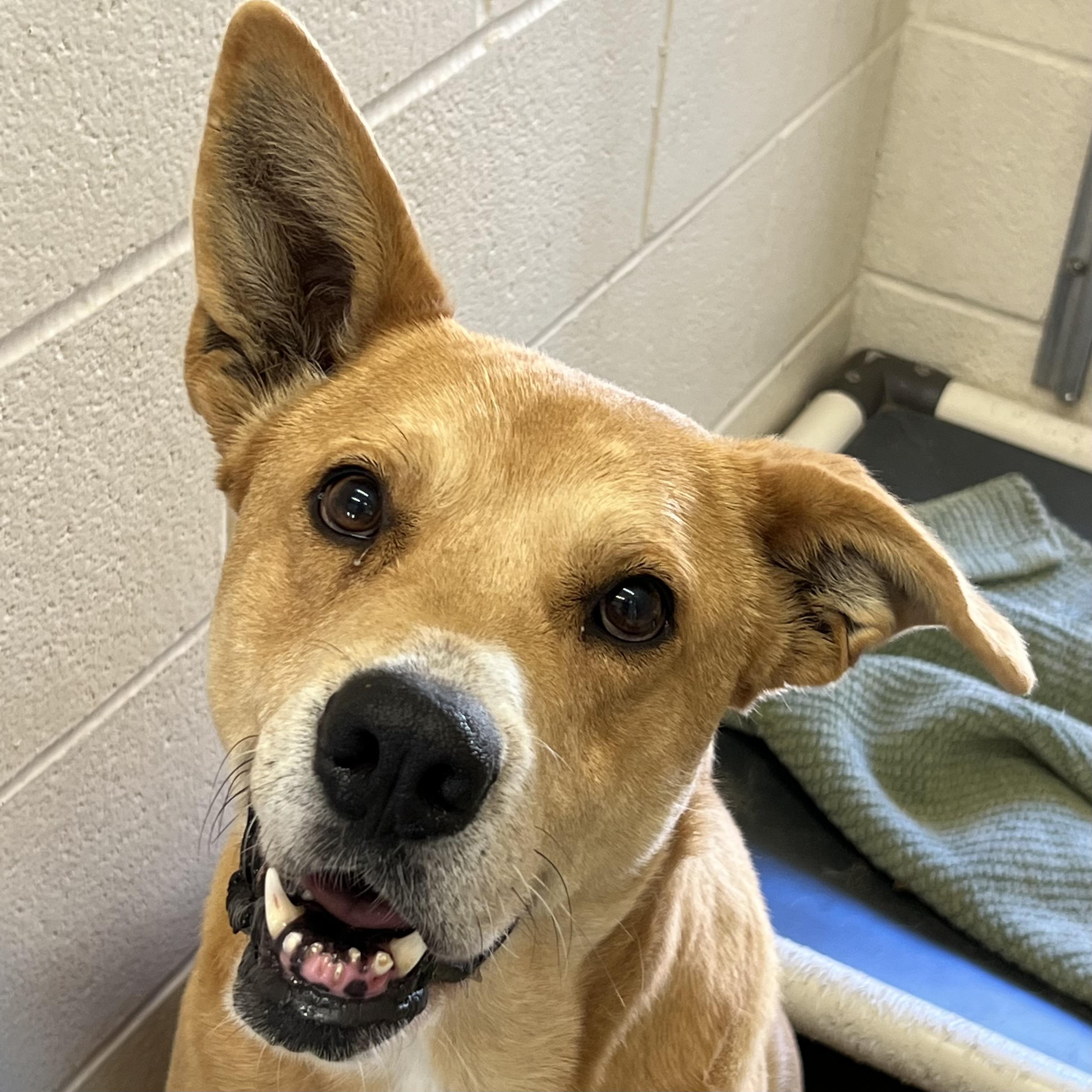 Enlarge Abby, a ADOPTABLE mixed breed in Sherman, TX image 1/2