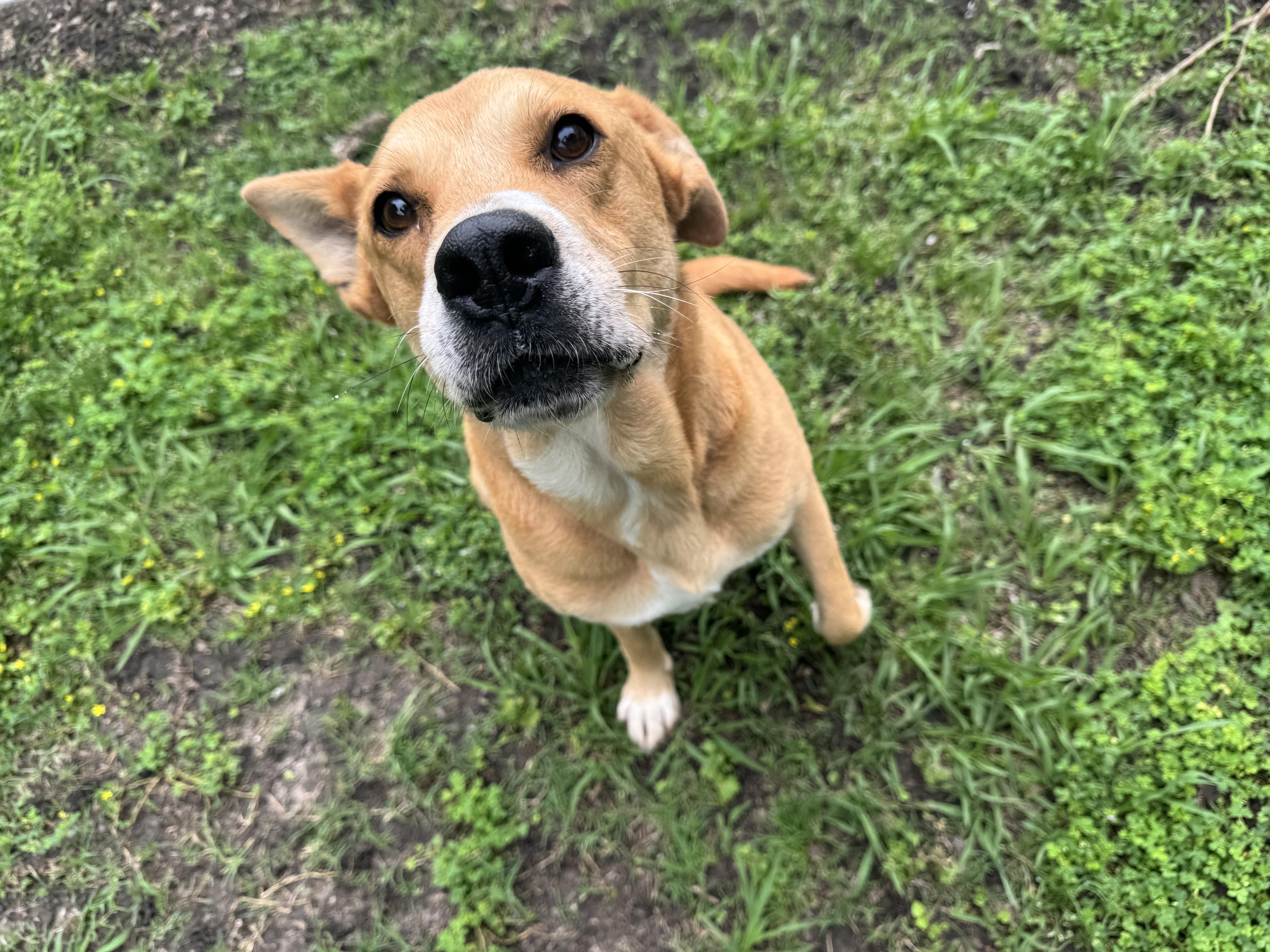 Enlarge Abby, a ADOPTABLE mixed breed in Sherman, TX image 4/4
