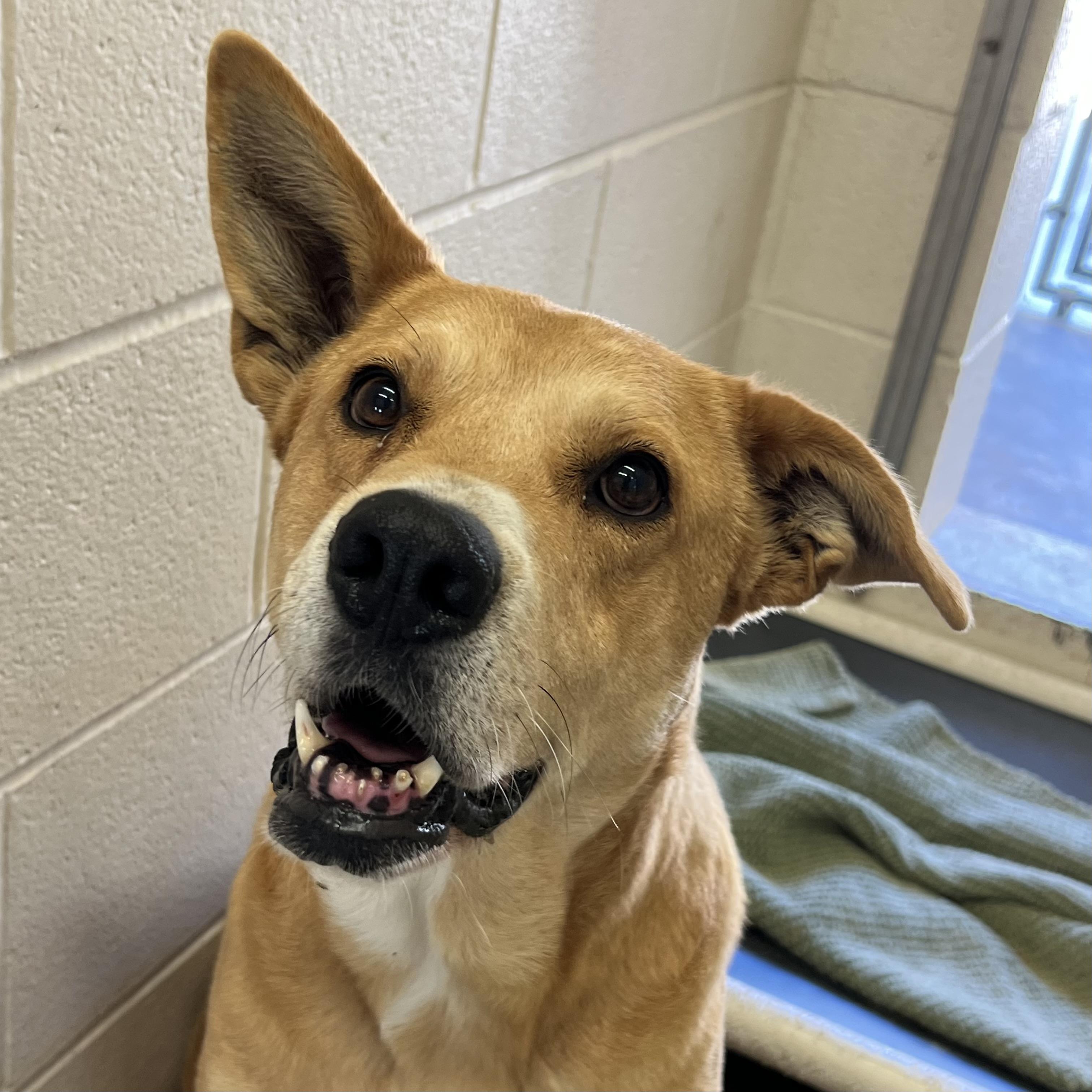 Enlarge Abby, a ADOPTABLE mixed breed in Sherman, TX image 2/2