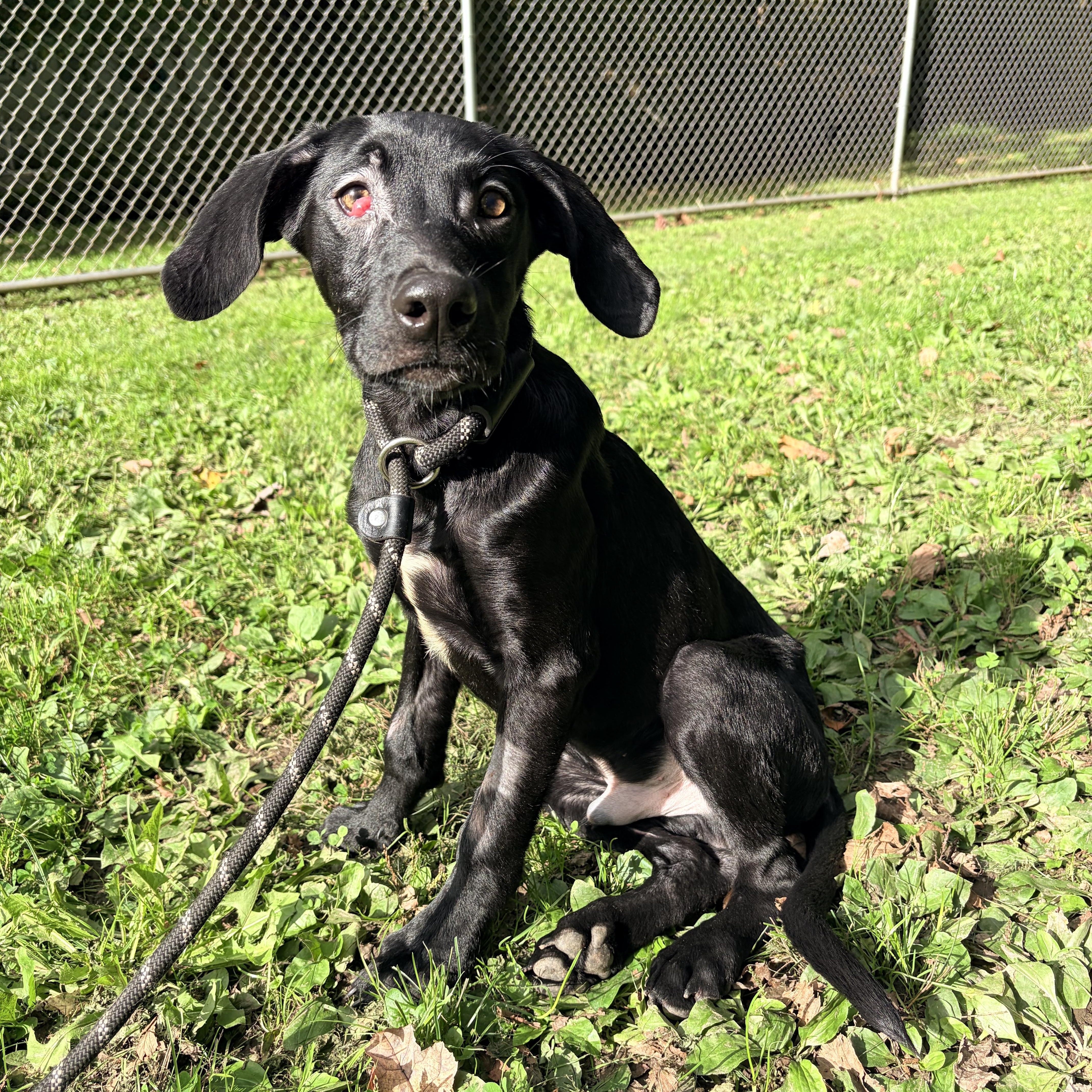 Enlarge Magic, a Adoptable Black Labrador Retriever in White Oak, PA image 1/6