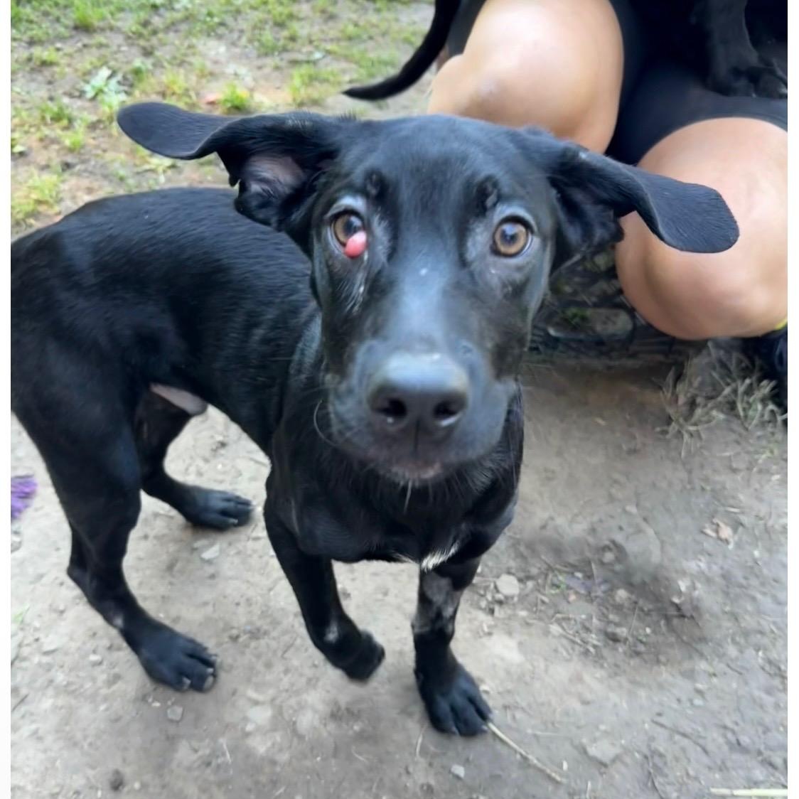 Enlarge Magic, a Adoptable Black Labrador Retriever in White Oak, PA image 3/6