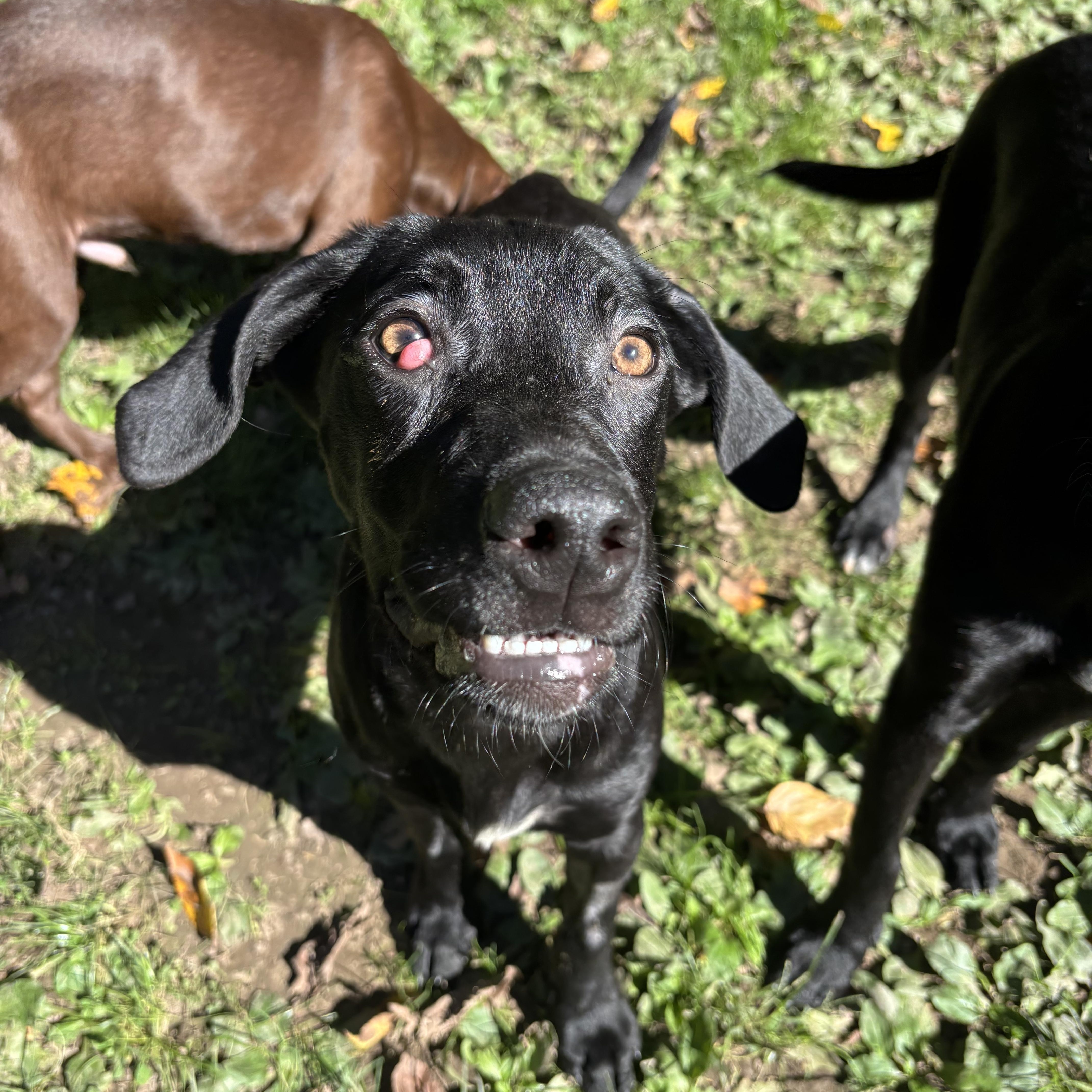 Enlarge Magic, a Adoptable Black Labrador Retriever in White Oak, PA image 5/6