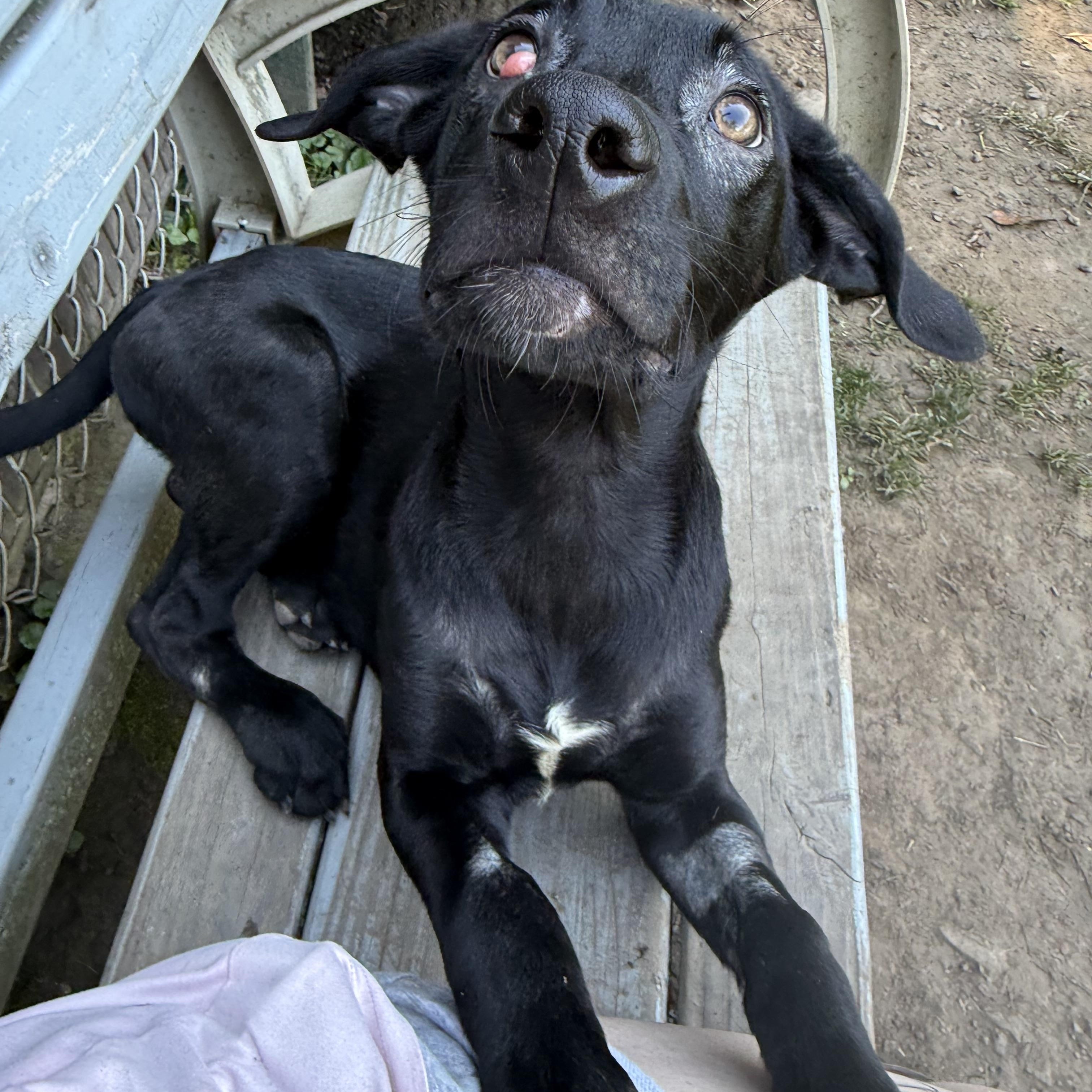 Enlarge Magic, a Adoptable Black Labrador Retriever in White Oak, PA image 2/6