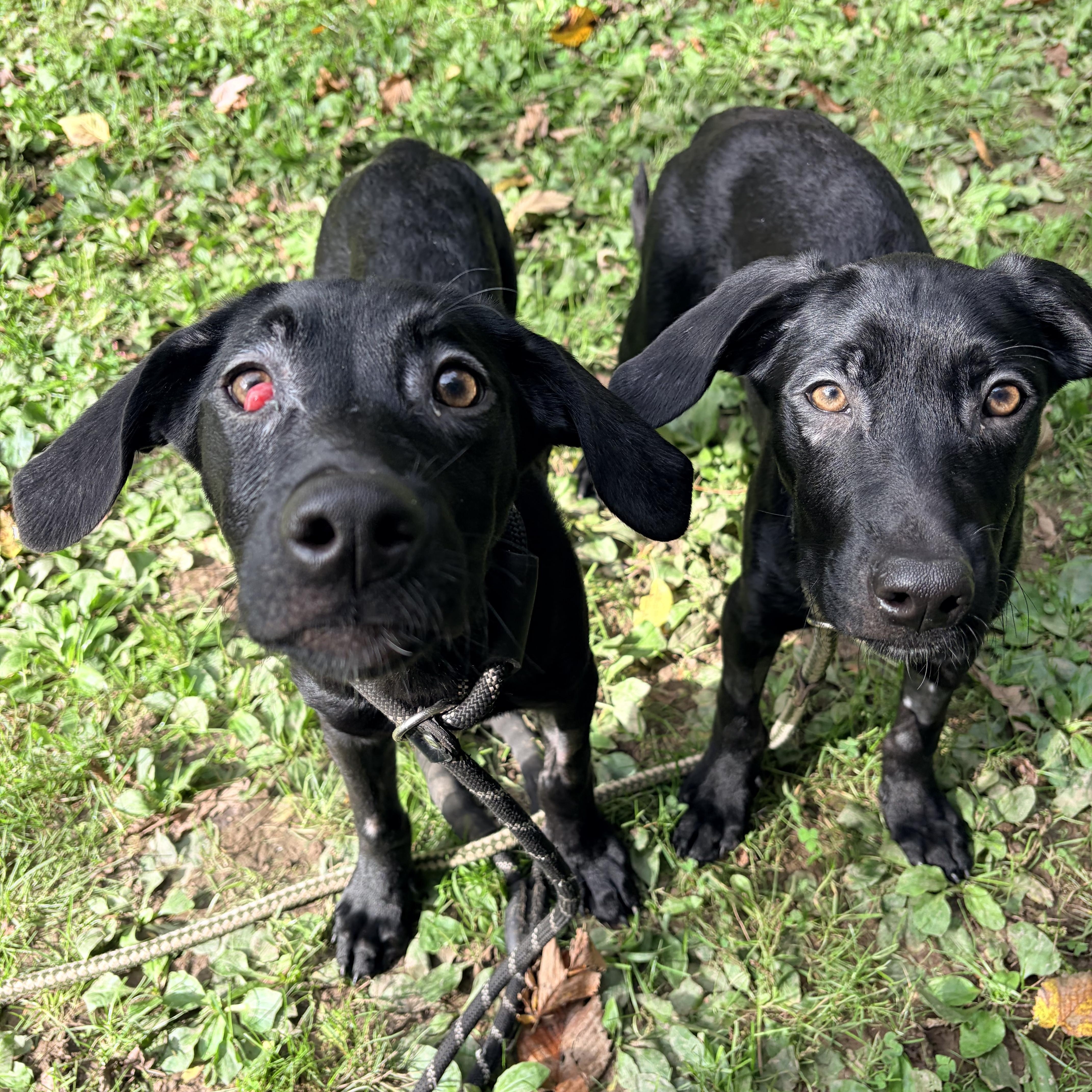 Enlarge Magic, a Adoptable Black Labrador Retriever in White Oak, PA image 4/6