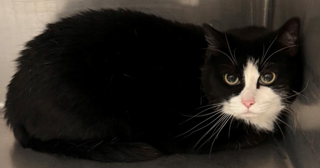 Fuzzy, Adoptable, Adult Female Domestic Short Hair.