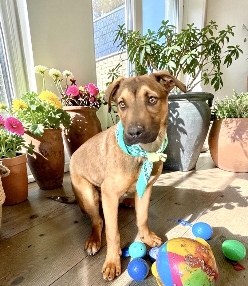 Glen, a ADOPTABLE mixed breed in Perry, IA image 6/6