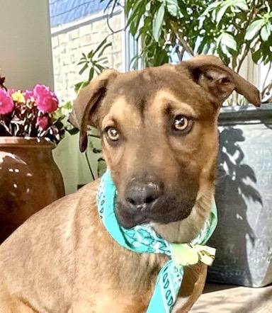 Glen, a ADOPTABLE mixed breed in Perry, IA image 4/6