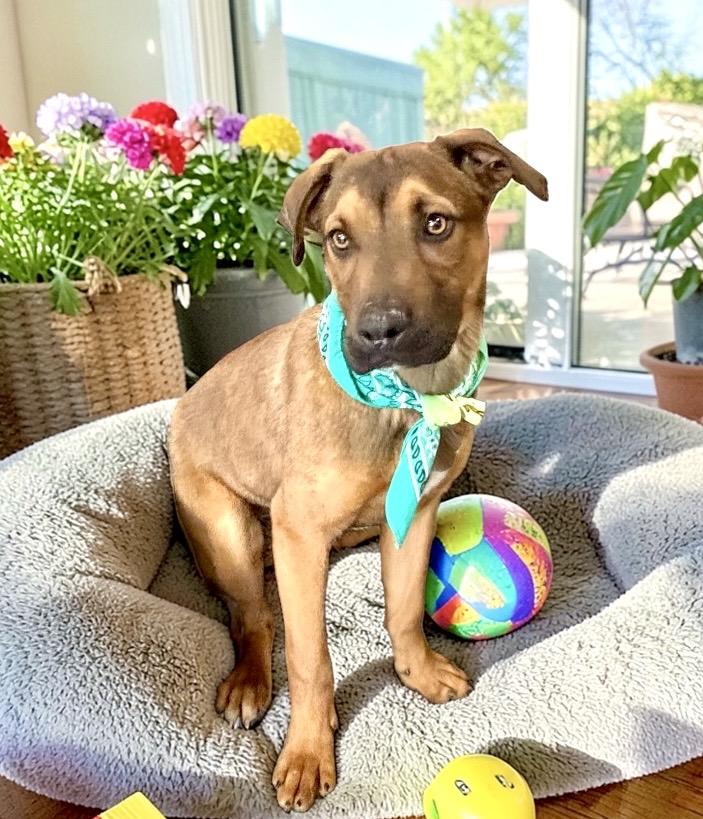 Glen, a ADOPTABLE mixed breed in Perry, IA image 2/6