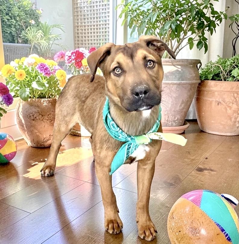 Glen, a ADOPTABLE mixed breed in Perry, IA image 5/6