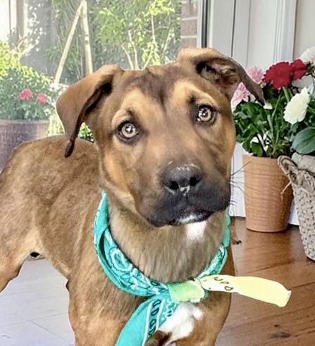 Glen, ADOPTABLE, Young Male Labrador Retriever & Terrier.