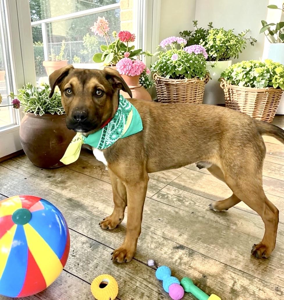 Glen, a ADOPTABLE mixed breed in Perry, IA image 3/6