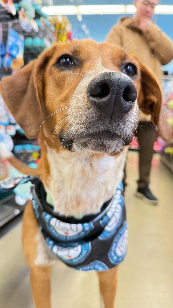 Thelma, Adoptable, Puppy Female Hound.
