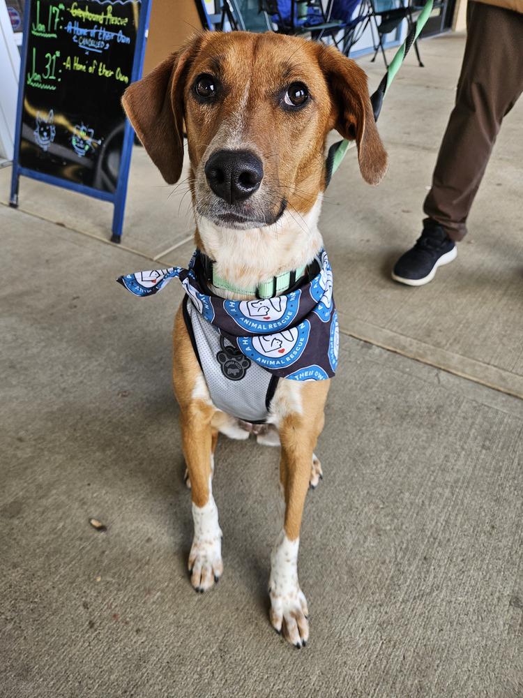 Enlarge Thelma, a Adoptable mixed breed in Silver Spring, MD image 3/6