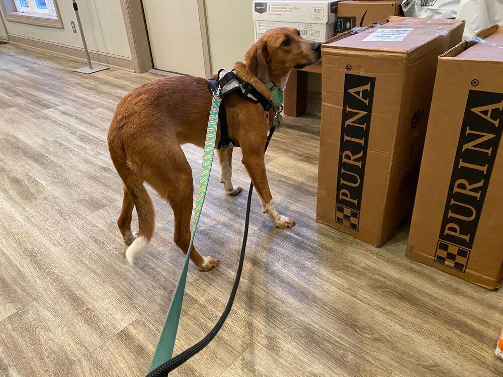 Thelma, Adoptable, Puppy Female Hound.