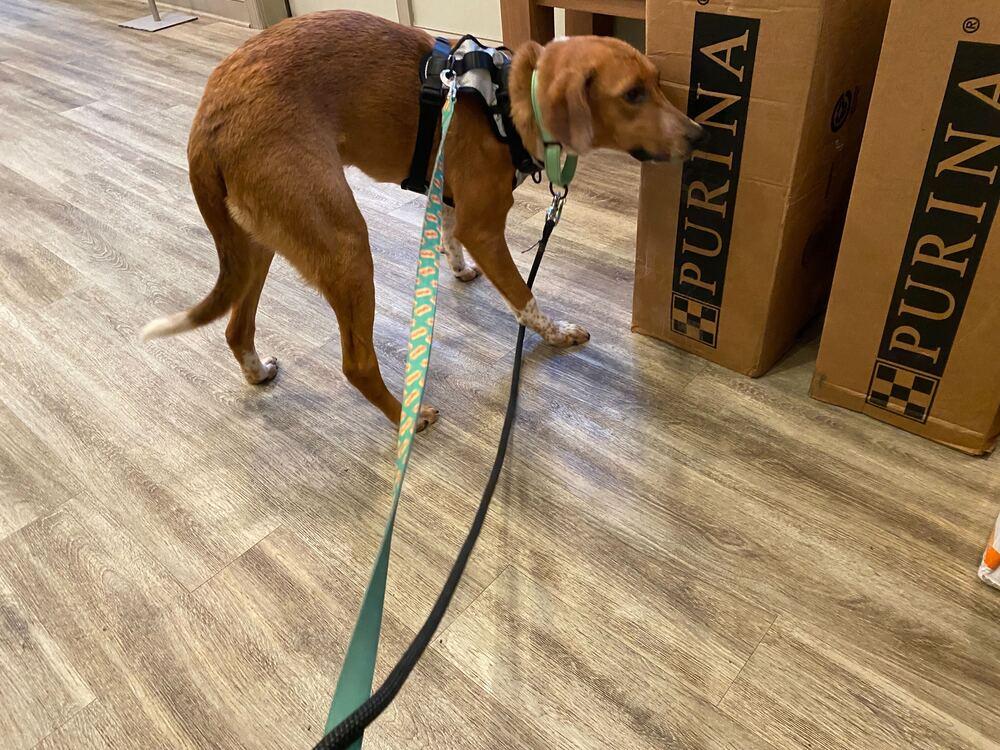 Enlarge Thelma, a Adoptable mixed breed in Silver Spring, MD image 2/6