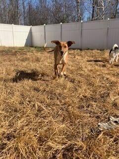 Enlarge Thelma, a Adoptable mixed breed in Silver Spring, MD image 3/6