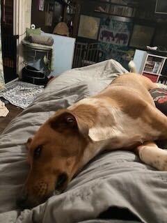 Enlarge Thelma, a Adoptable mixed breed in Silver Spring, MD image 4/6