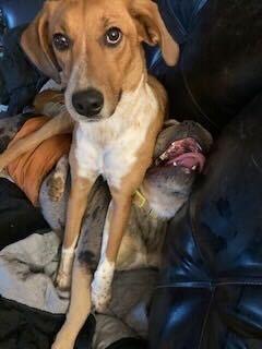 Enlarge Thelma, a Adoptable mixed breed in Silver Spring, MD image 5/6