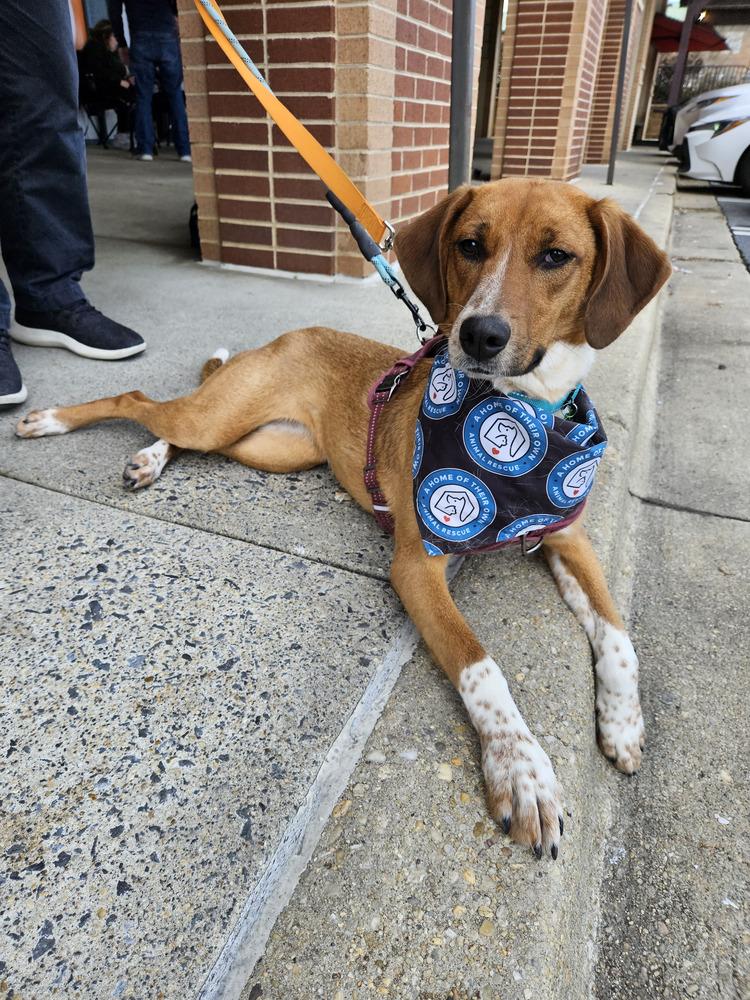 Enlarge Thelma, a Adoptable mixed breed in Silver Spring, MD image 4/6