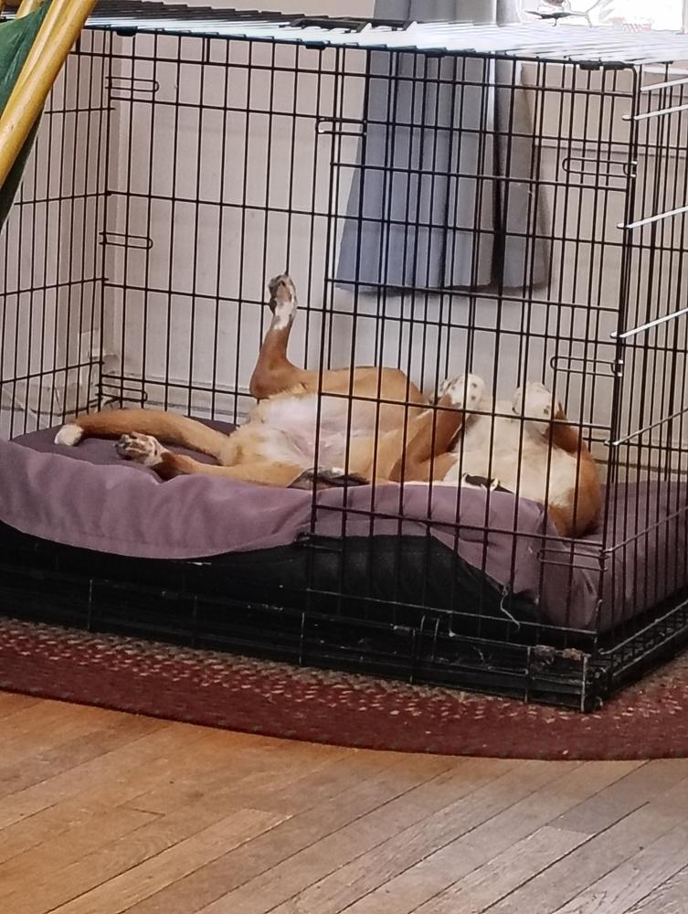 Enlarge Thelma, a Adoptable mixed breed in Silver Spring, MD image 5/6