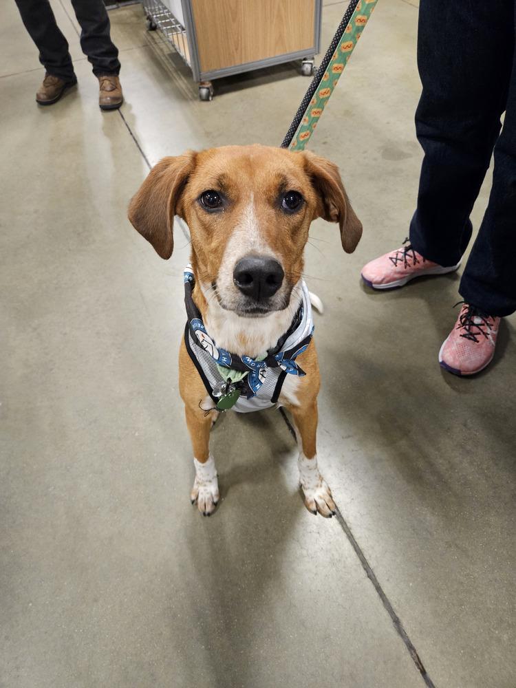 Enlarge Thelma, a Adoptable mixed breed in Silver Spring, MD image 6/6