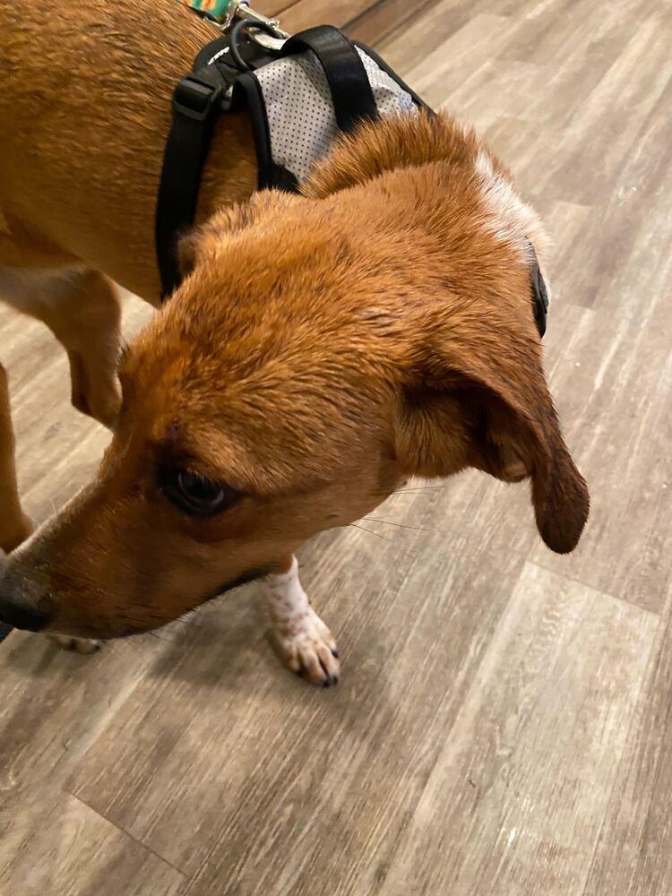 Enlarge Thelma, a Adoptable mixed breed in Silver Spring, MD image 6/6