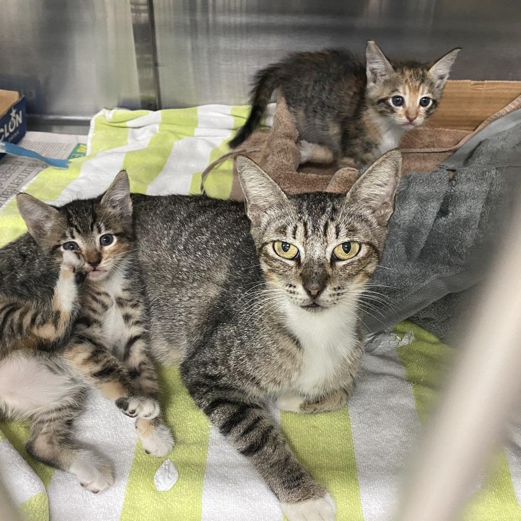 Mama May, Adoptable, Young Female Domestic Short Hair.
