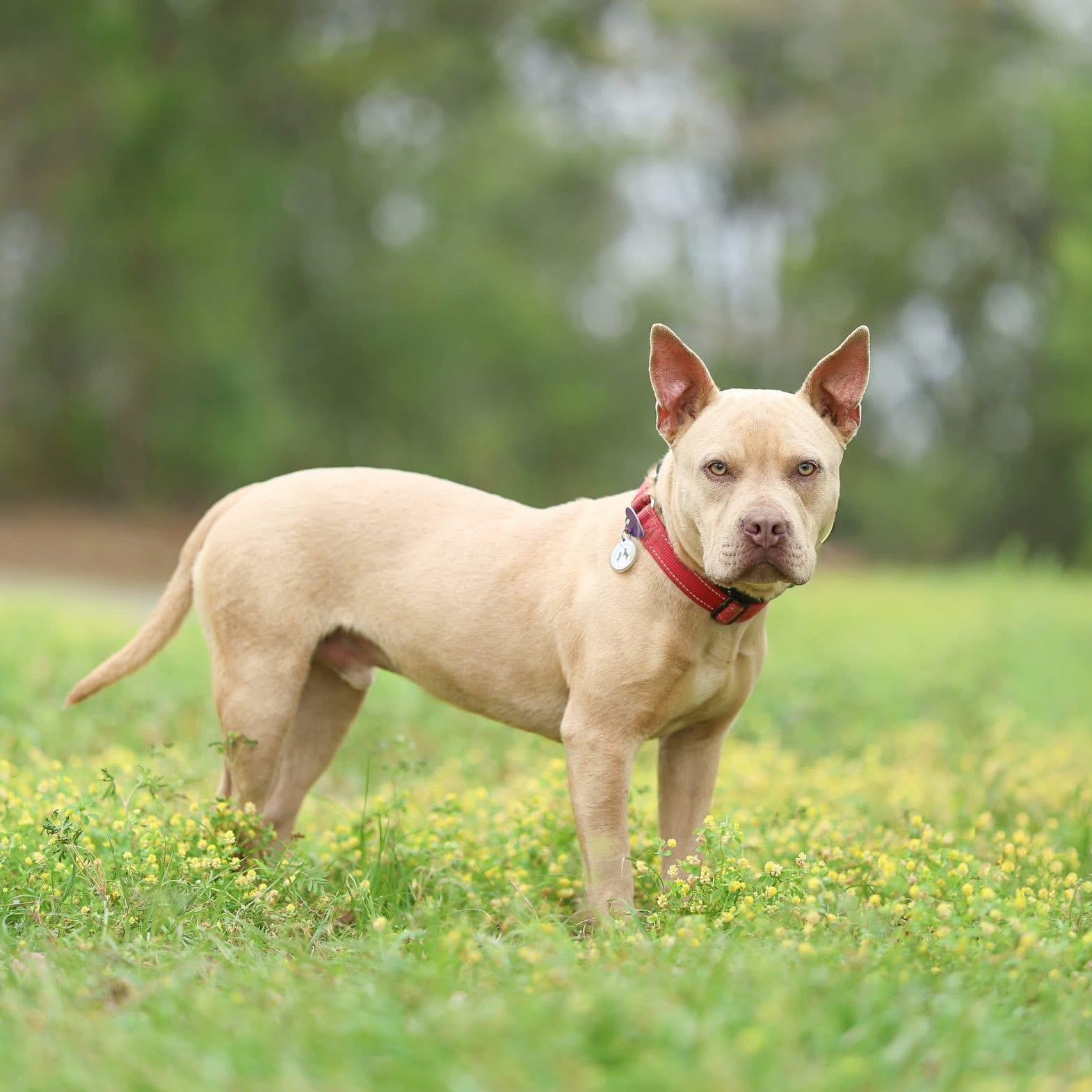 Enlarge Baxter, a Adoptable mixed breed in Rocky Hill, CT image 2/3