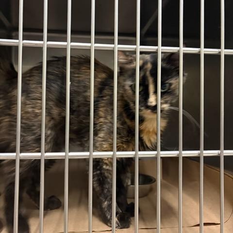 nala, ADOPTABLE, Adult Female Domestic Medium Hair.