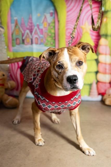 SKIPPER, Adoptable, Adult Male Pit Bull Terrier.