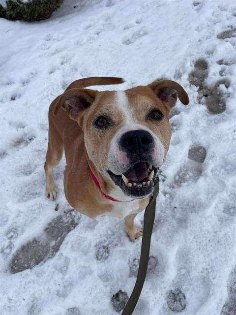 SKIPPER, Adoptable, Adult Male Pit Bull Terrier.