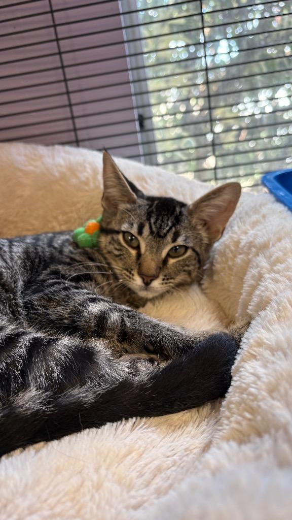 Sue Ellen, Adoptable, Kitten Female Domestic Short Hair.