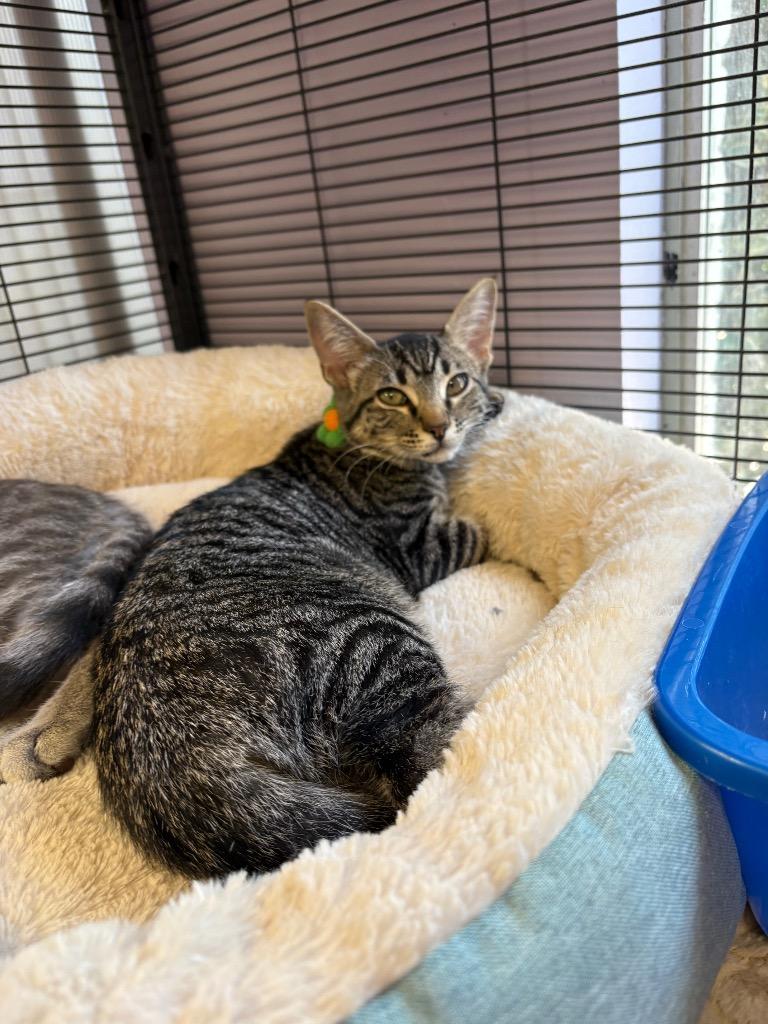 Enlarge Sue Ellen, a Adoptable Domestic Short Hair in Lewisville, TX image 2/6