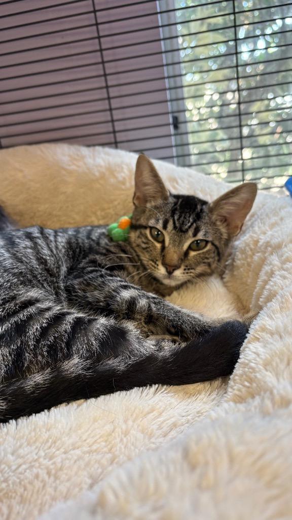Enlarge Sue Ellen, a Adoptable Domestic Short Hair in Lewisville, TX image 3/6