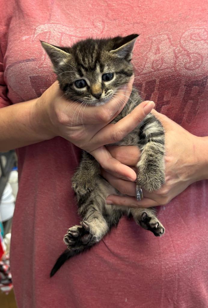 Enlarge Sue Ellen, a Adoptable Domestic Short Hair in Lewisville, TX image 4/6