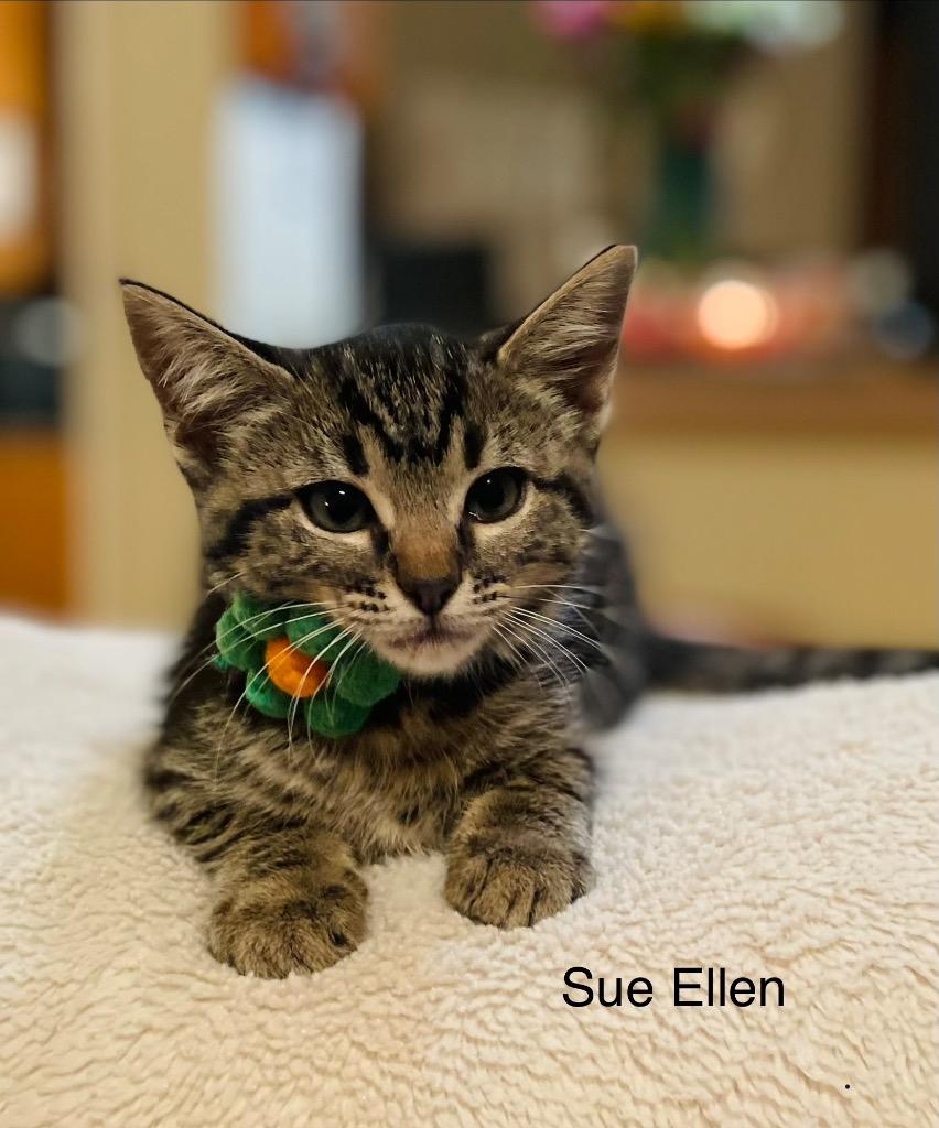 Enlarge Sue Ellen, a Adoptable Domestic Short Hair in Lewisville, TX image 5/6
