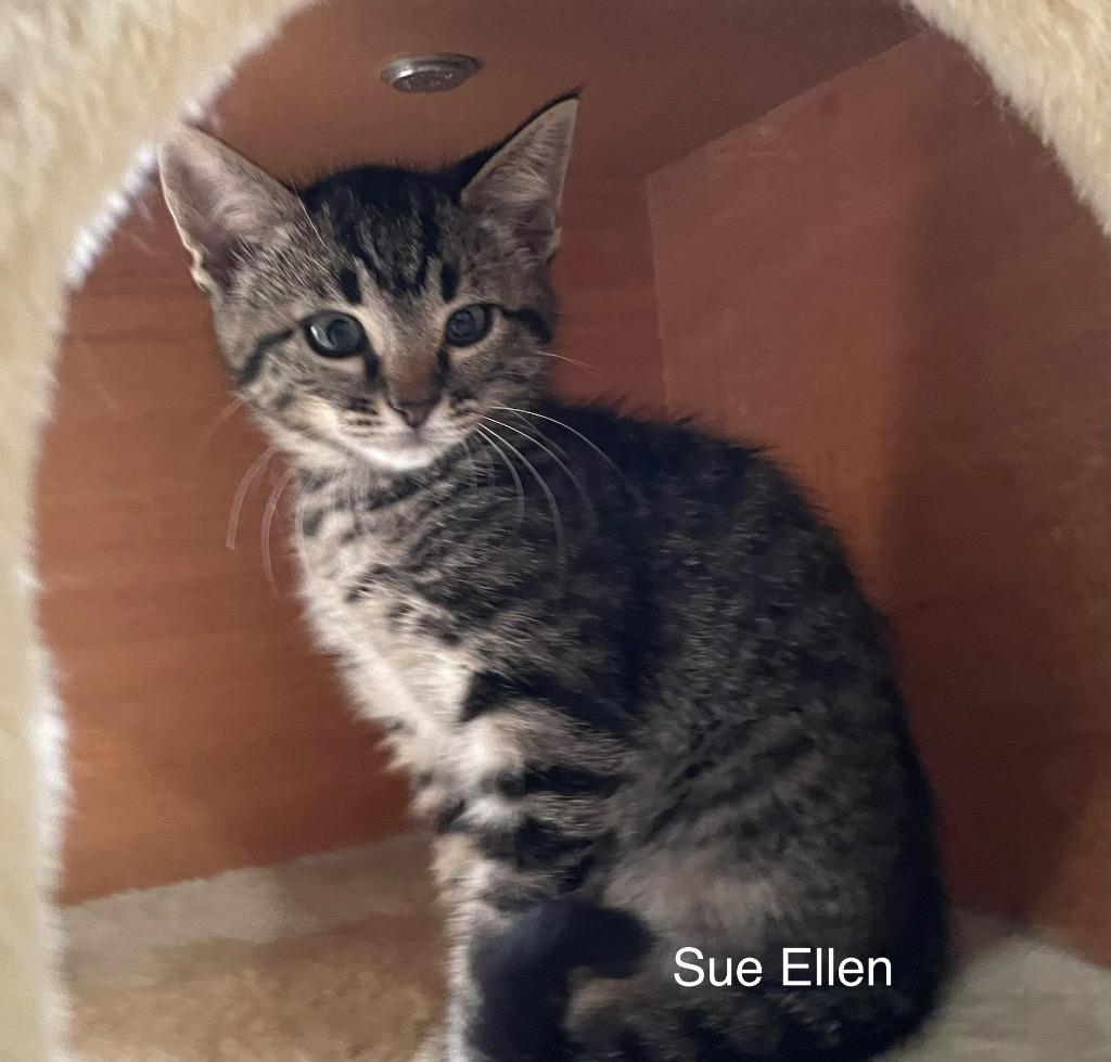 Enlarge Sue Ellen, a Adoptable Domestic Short Hair in Lewisville, TX image 6/6