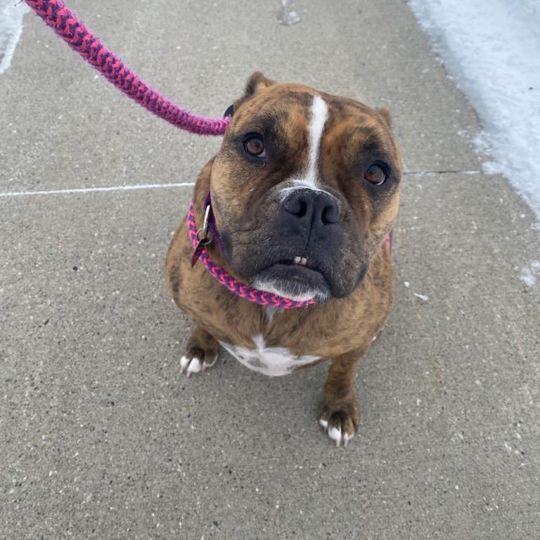 Enlarge Mushu--In Foster***ADOPTION PENDING***, a Adoptable Pit Bull Terrier in Fargo, ND image 1/6