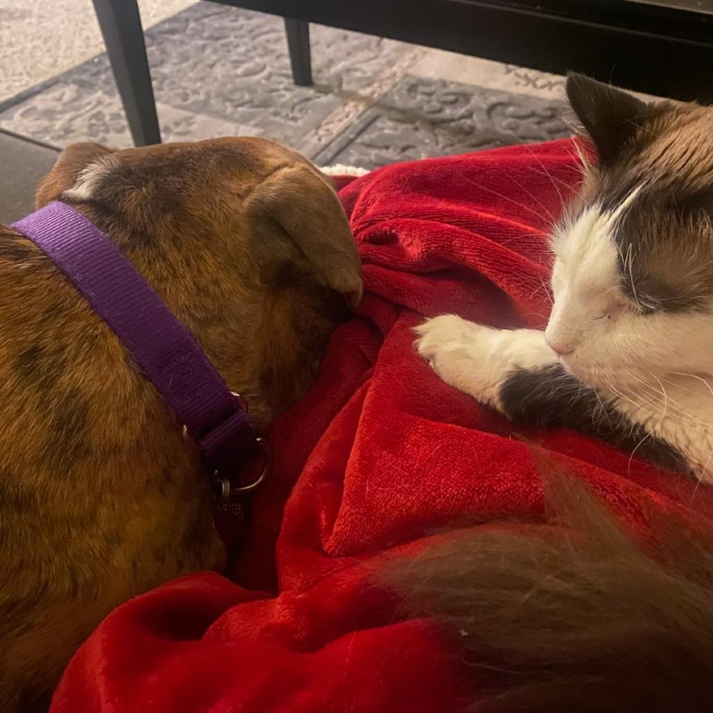 Enlarge Mushu--In Foster***ADOPTION PENDING***, a Adoptable Pit Bull Terrier in Fargo, ND image 2/6