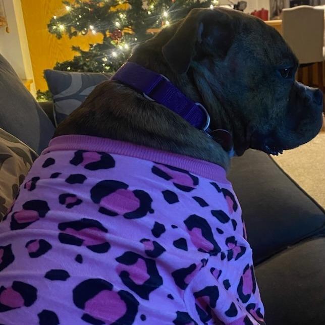 Enlarge Mushu--In Foster***ADOPTION PENDING***, a Adoptable Pit Bull Terrier in Fargo, ND image 3/6