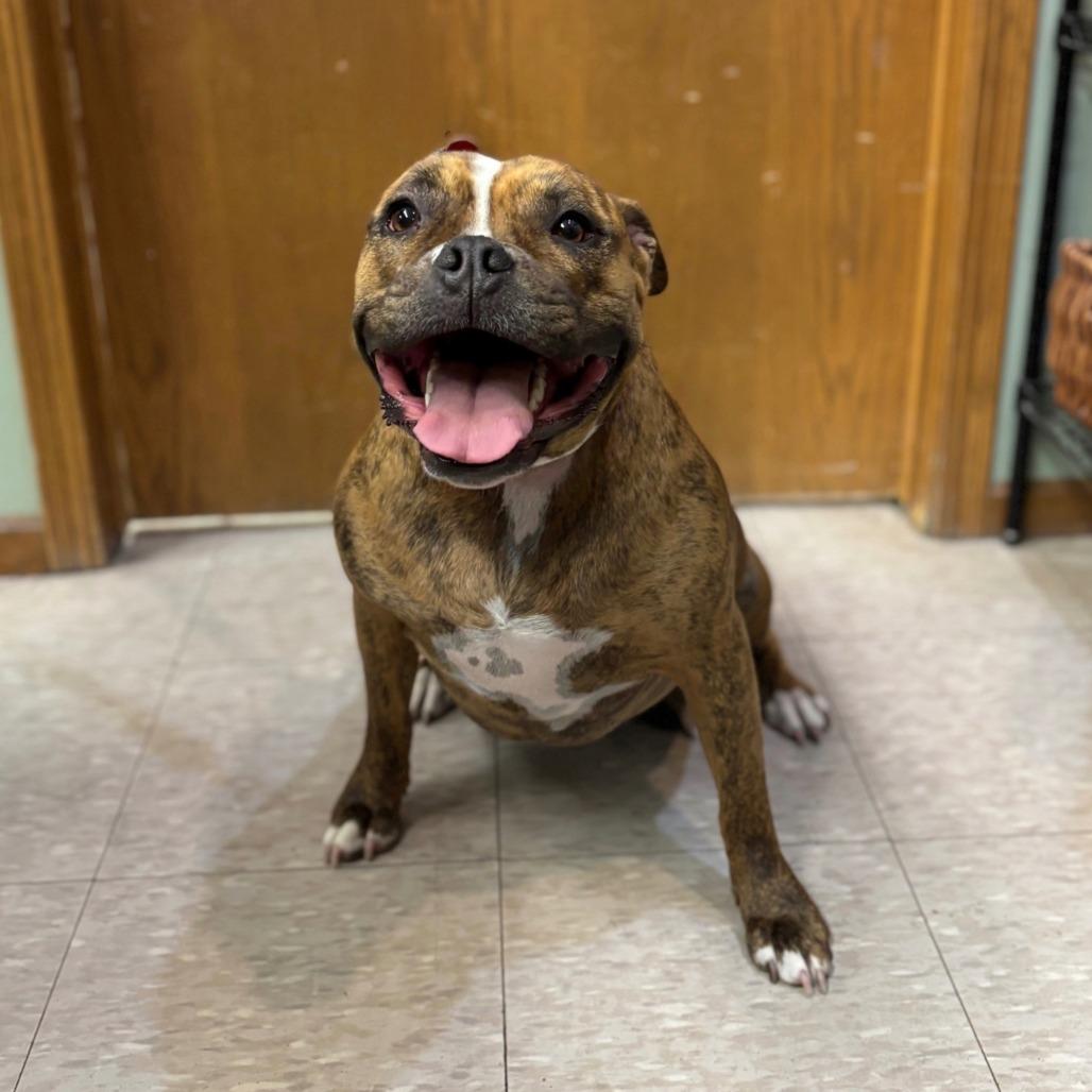 Enlarge Mushu--In Foster***ADOPTION PENDING***, a Adoptable Pit Bull Terrier in Fargo, ND image 4/6