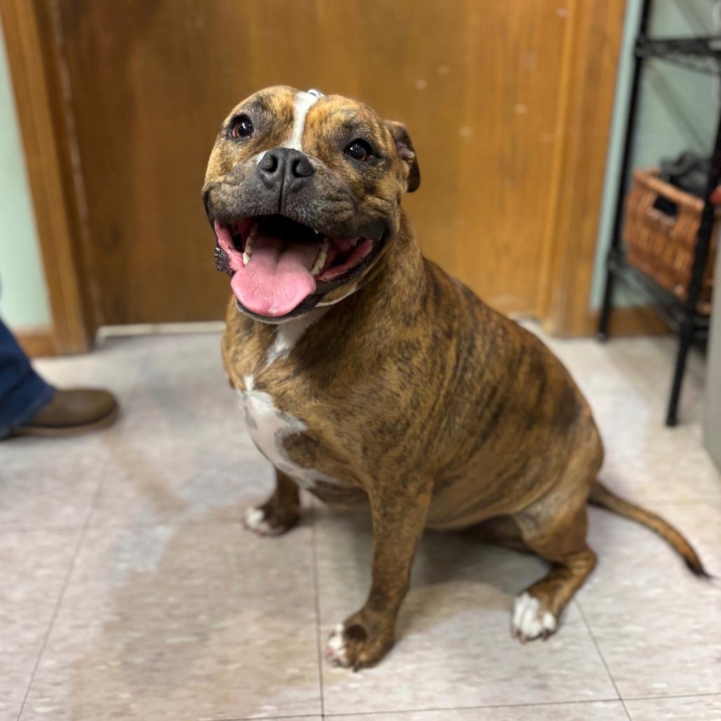 Enlarge Mushu--In Foster***ADOPTION PENDING***, a Adoptable Pit Bull Terrier in Fargo, ND image 5/6