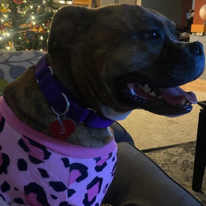 Enlarge Mushu--In Foster***ADOPTION PENDING***, a Adoptable Pit Bull Terrier in Fargo, ND image 6/6